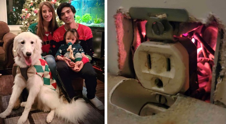 Il cane salva la sua famiglia da un principio di incendio: aveva fiutato qualcosa di strano nella presa elettrica