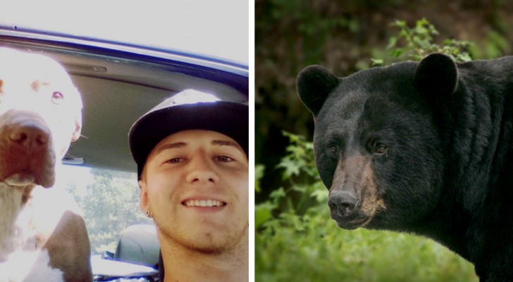 Un uomo ha lottato contro un orso selvaggio per salvare la vita al suo fedele amico a quattro zampe