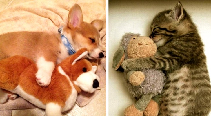 16 photos of cute animals that just can't fall asleep without their favorite toy