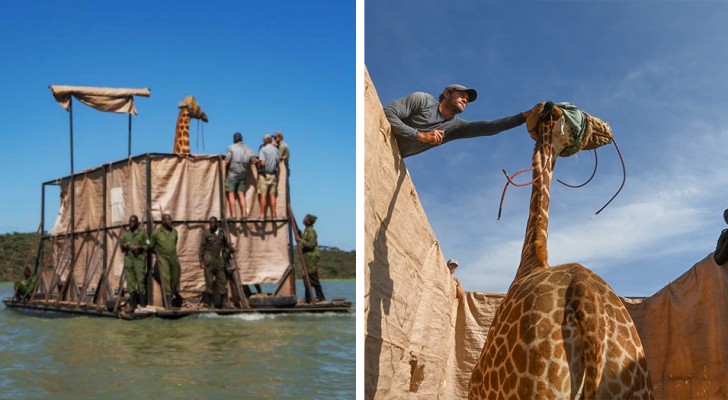 Un gruppo di giraffe è stato salvato da una violenta alluvione, grazie ad una chiatta costruita intorno a loro