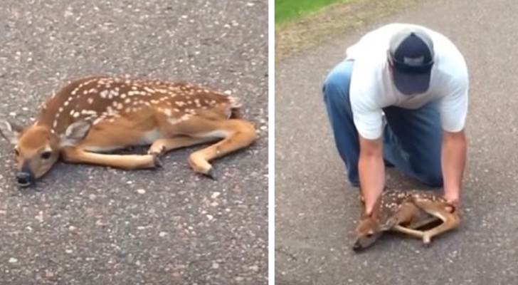 Two men see a paralyzed fawn in the middle of the road: the video of their moving rescue