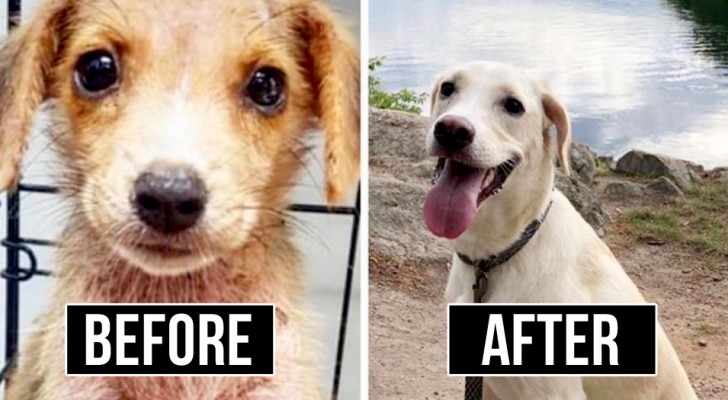 16 Hunde, die adoptiert wurden und jetzt all ihre Freude darüber ausdrücken, ein neues Leben zu leben