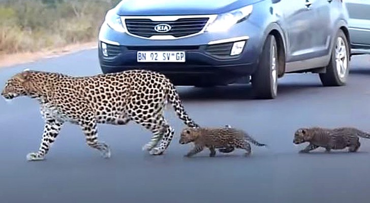 Mamma leopardo aiuta i suoi cuccioli ad attraversare la strada: il video è affascinante