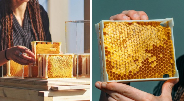 Un alveare urbano per chi non possiede spazi aperti: adesso è possibile essere apicoltori pur vivendo in città