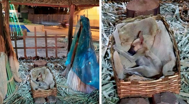 A woman passes by a nativity scene and notices a poor cold little dog sleeping in the manger