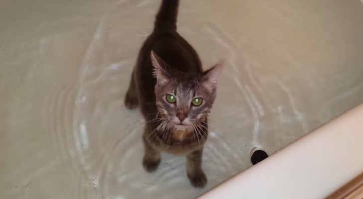 Non ho MAI visto un gatto comportarsi in modo così sorprendente con l'acqua