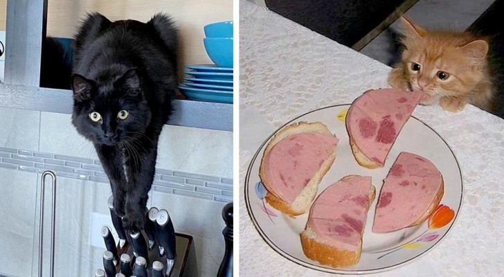 17 hilarious cats who think they are the absolute masters of the house