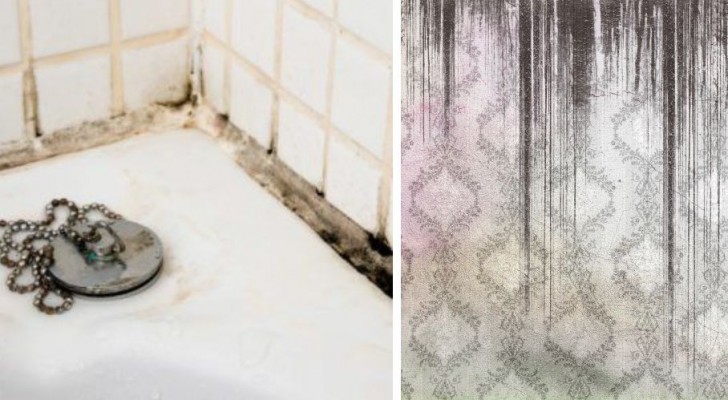 I metodi casalinghi da provare per eliminare la muffa dal bagno in modo efficace