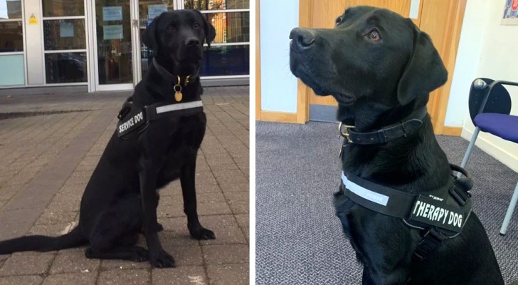 Ele não passou no exame para entrar na polícia por ser "muito sociável": hoje ele é um cão de terapia perfeito