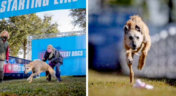 Era stato abbandonato, ora questo cane ha trovato una famiglia ed è diventato il più veloce degli Stati Uniti