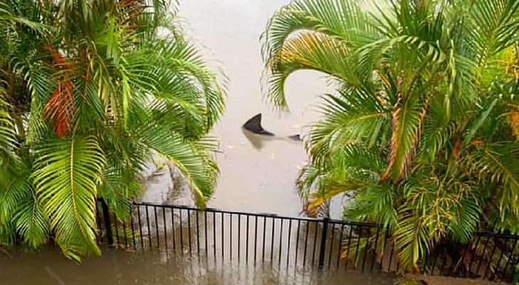 Ein Hai schwimmt nach einer Überschwemmung durch Häuser: Verstörendes Bild sorgt für Diskussion im Netz