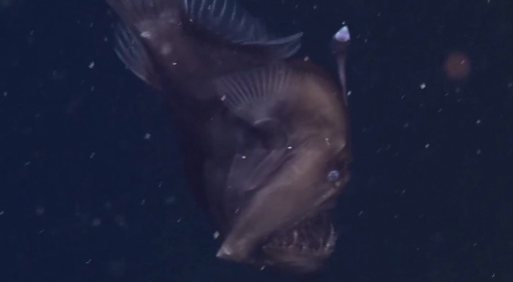 È la PRIMA VOLTA che questo pesce viene filmato da vivo negli abissi. Spettacolare.
