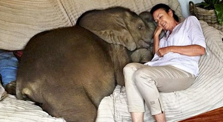 A woman saves an elephant calf and a very strong bond is born: he has become her shadow