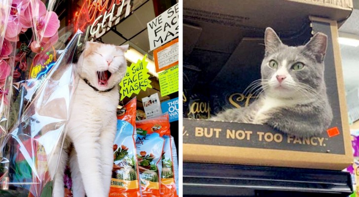 15 cats who invaded the aisles in shops and have no intention of leaving