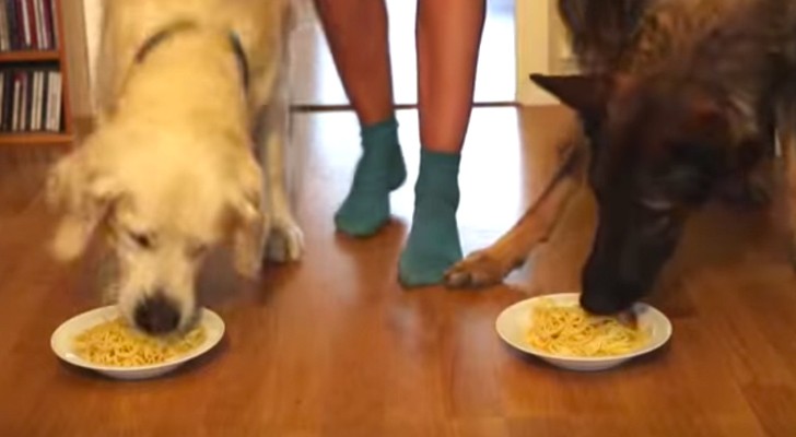 A Golden Retriever, a German Shepherd and a plate of spaghetti each: who do you think will finish first?