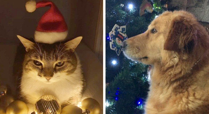 17 animali domestici pronti a festeggiare il Natale assieme alla loro famiglia umana