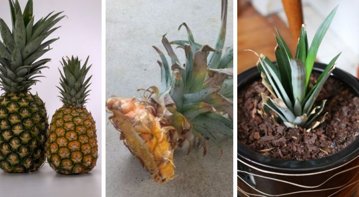 Il metodo semplicissimo per far crescere una pianta di ananas dal ciuffo