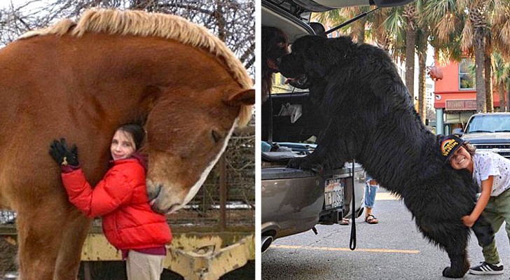 15 animali di taglia "extralarge" capaci di far sembrare minuscoli gli umani intorno a loro