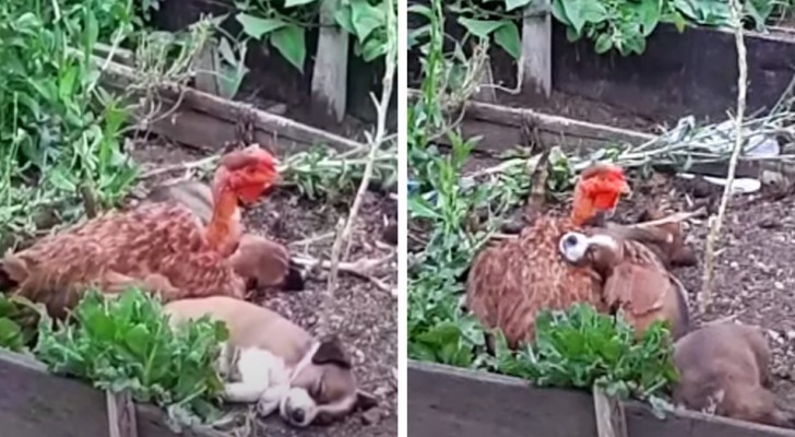 A hen adopts abandoned puppies: under her wings they find comfort and love