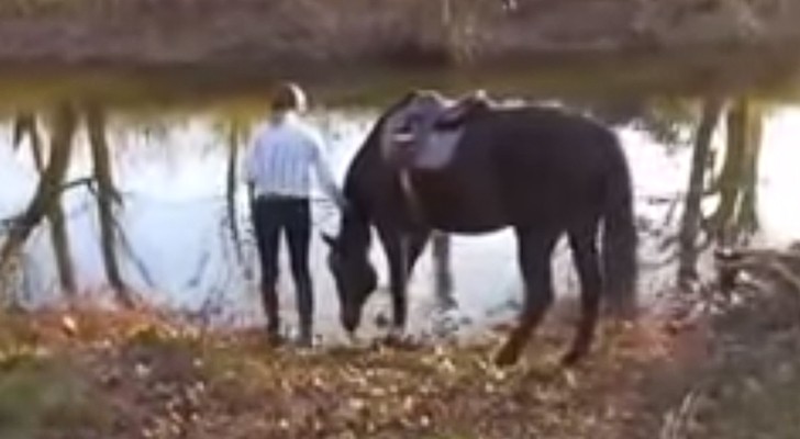Este caballo tiene miedo del agua, pero apenas logra superarlo...bien!