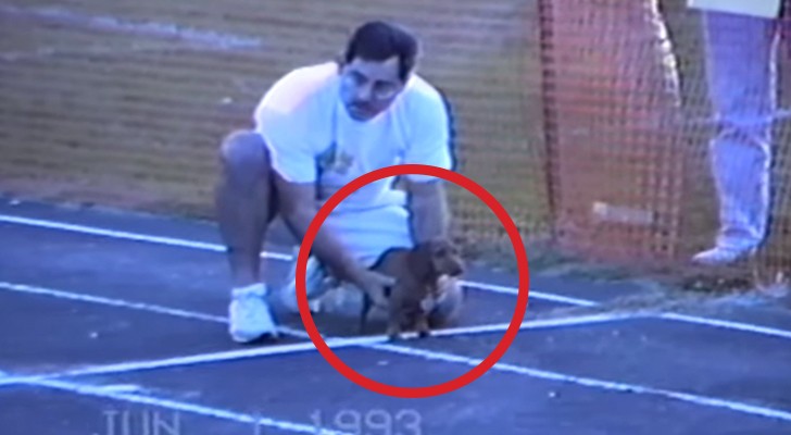 Look at how this dachshund wins the race: cheating ... but Hilarious!