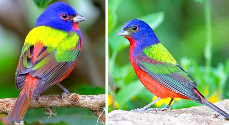 Il Papa della Louisiana, l'uccellino dai colori così affascinanti che sembra un arcobaleno con le ali