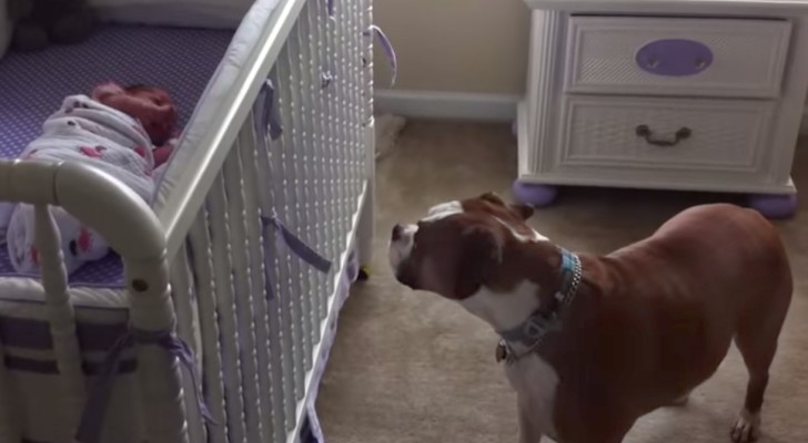 A baby girl is crying in the cot: the dog's reaction will surprise you !