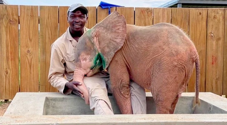 An albino elephant is rescued by volunteers after wandering alone for days with a trap caught on his leg