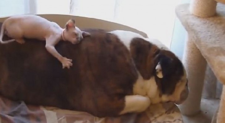 Look what this Bulldog allows his little friend to do. Super Sweet!