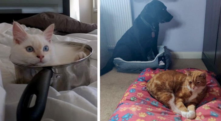 18 cats who have chosen the most absurd and unthinkable places in the house as their beds