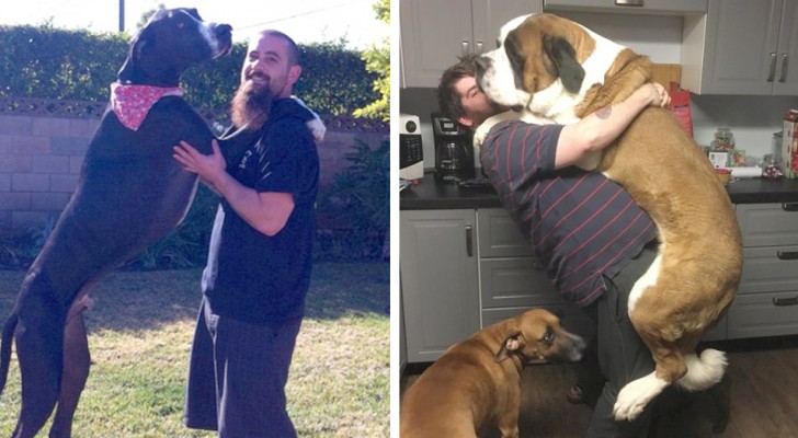 15 perros que no logran darse cuenta de lo particularmente "voluminosos" que son