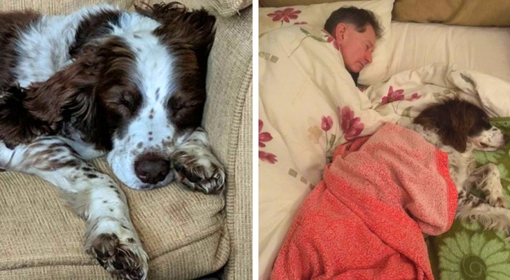 An elderly dog struggles to move: the family takes turns sleeping with him on the sofa to comfort him