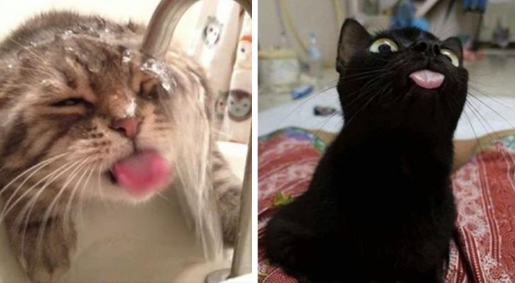 20 irresistibili foto condivise dai proprietari di gatti mostrano i motivi per cui tu debba averne almeno uno