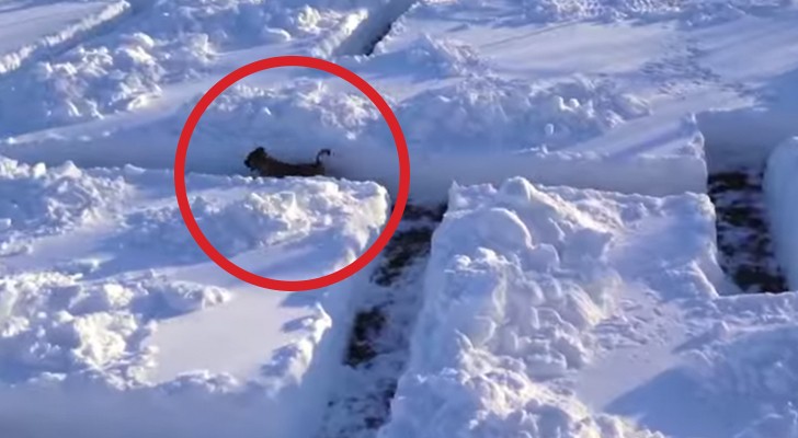 They dig a snow maze in the garden: the dog's reaction is HILARIOUS !