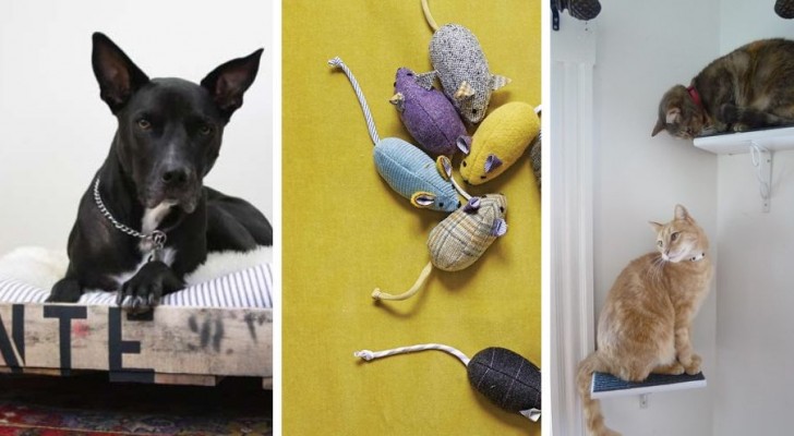 10 idee una più bella dell'altra per far felici cani e gatti con progetti fai-da-te