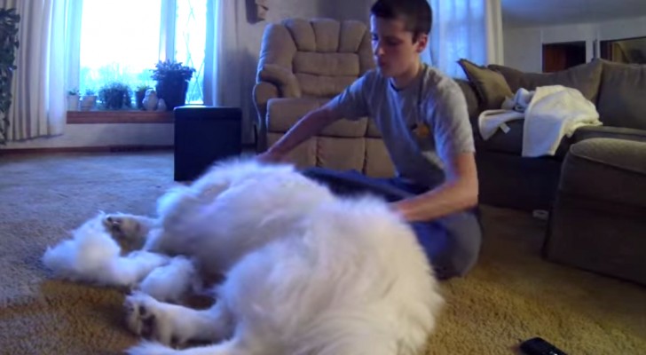 A guy starts brushing his dog ... The end result is incredible!