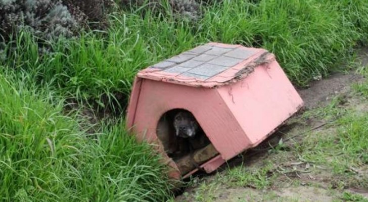 Un cane viene abbandonato in strada con la sua cuccia: ha atteso pazientemente qualcuno che lo salvasse