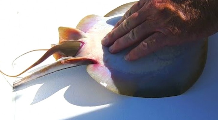 A man catches a stingray, but what happens next is completely unexpected!