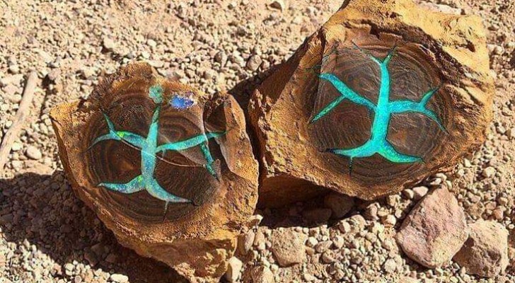 In Australien wurde ein seltener türkisfarbener Opal gefunden, der in versteinertem Holz lagerte: er hat einen surrealen Charme