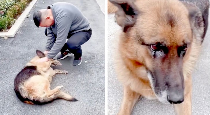 A retired police dog gets so excited when he sees his handler again - he had never forgotten him