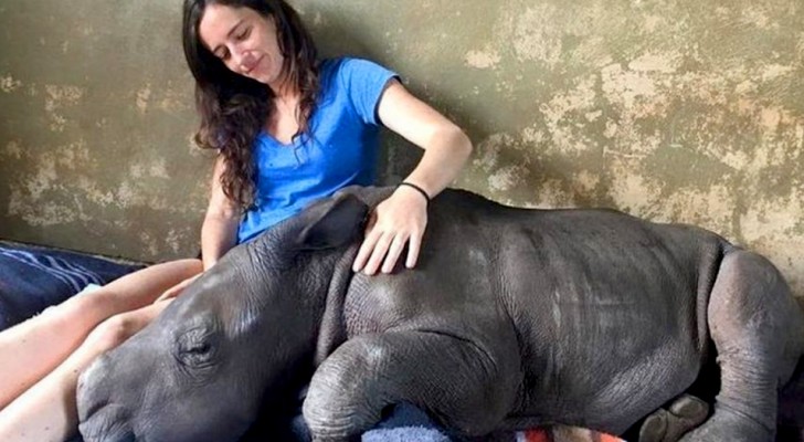 Una ragazza riesce a salvare un cucciolo di rinoceronte orfano e ora lui non si separa più da lei