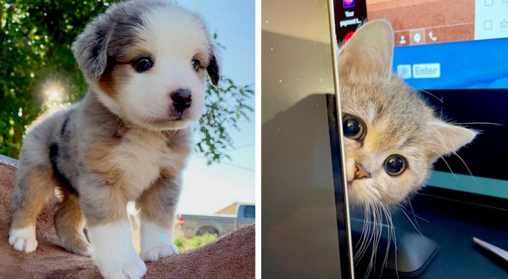 17 photos of pets who can melt even thehardest of hearts 