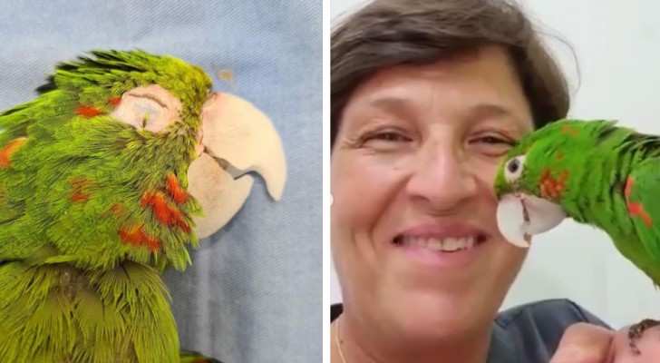 Een prothese reconstrueert perfect de beschadigde snavel van de papegaai en hij pronkt er dankbaar mee