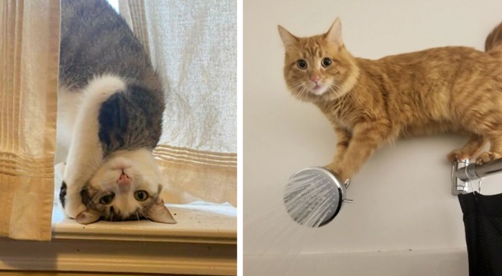 17 gatos domésticos que não fazem nada além de se comportar de uma maneira um tanto bizarra e "preocupante"