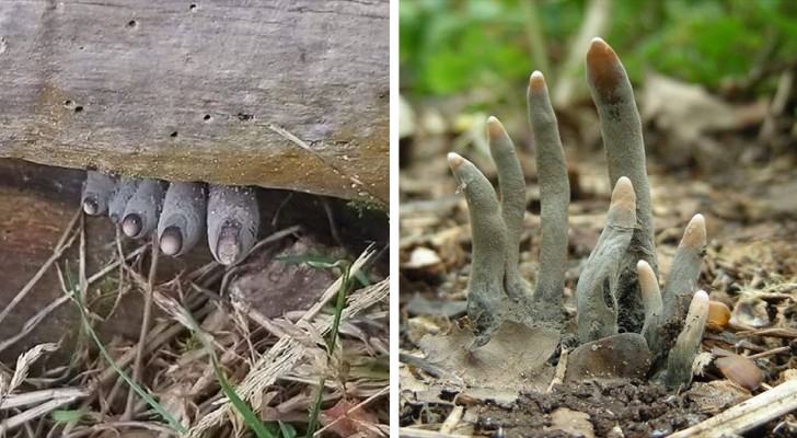 Ein gruseliger Pilz erschreckt Wanderer: Er ragt aus dem Boden und sieht aus wie die Finger eines Mannes
