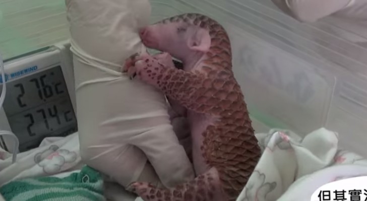 A Nurse feeds this very RARE animal : I've never seen it before but it's incredibly cute !