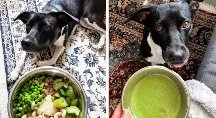 Questa ragazza nutre il suo cane con piatti 100% vegani: 