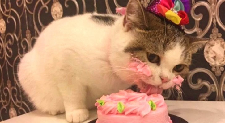 Organizan una fiesta en casa para el cumpleaños del gato: 15 positivos de Covid-19
