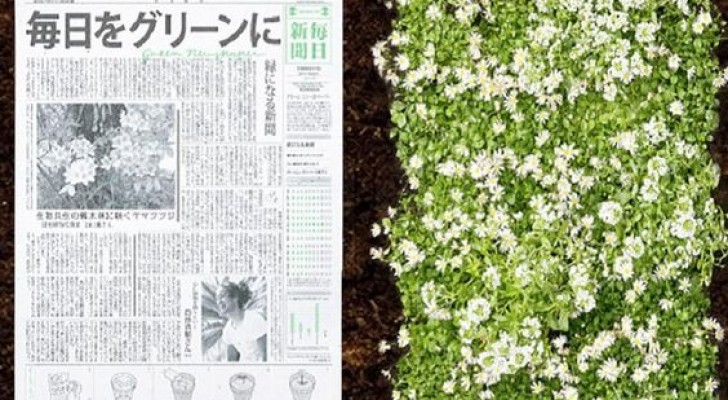 Il giornale che diventa una pianta: nasce in Giappone e vuole contribuire alla sostenibilità ambientale