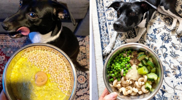 Eine junge Frau ernährt ihre Hündin vegan und rät allen, das Gleiche zu tun